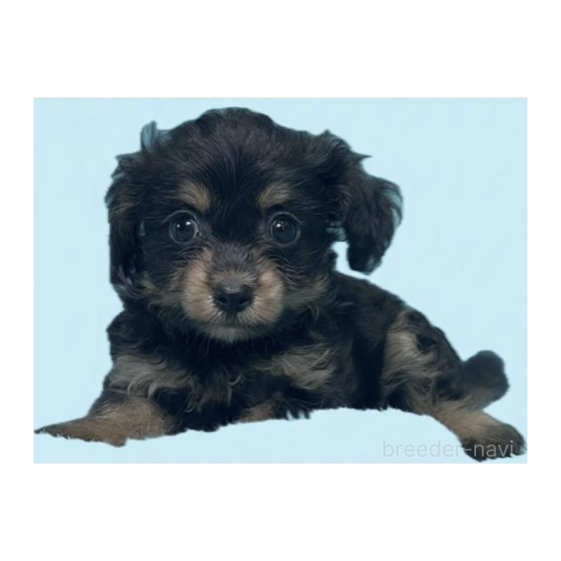 成約済の兵庫県のマルプー:マルチーズ×トイプードル-404517の2枚目