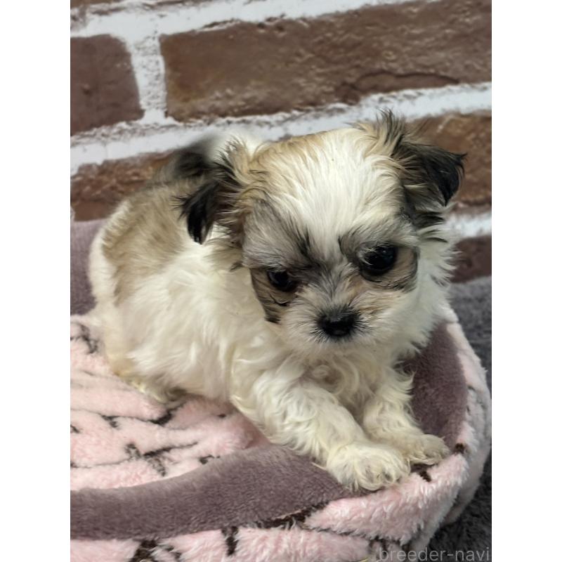 販売中の福島県のミックス犬-410634の5枚目