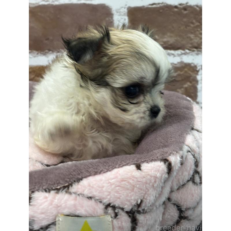 販売中の福島県のミックス犬-410634の4枚目