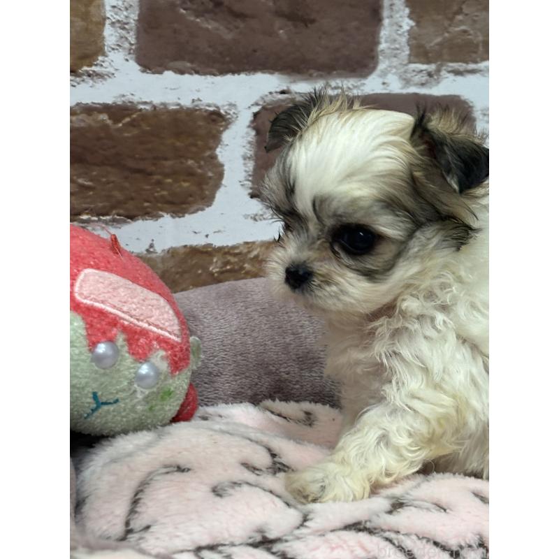 販売中の福島県のミックス犬-410634の2枚目