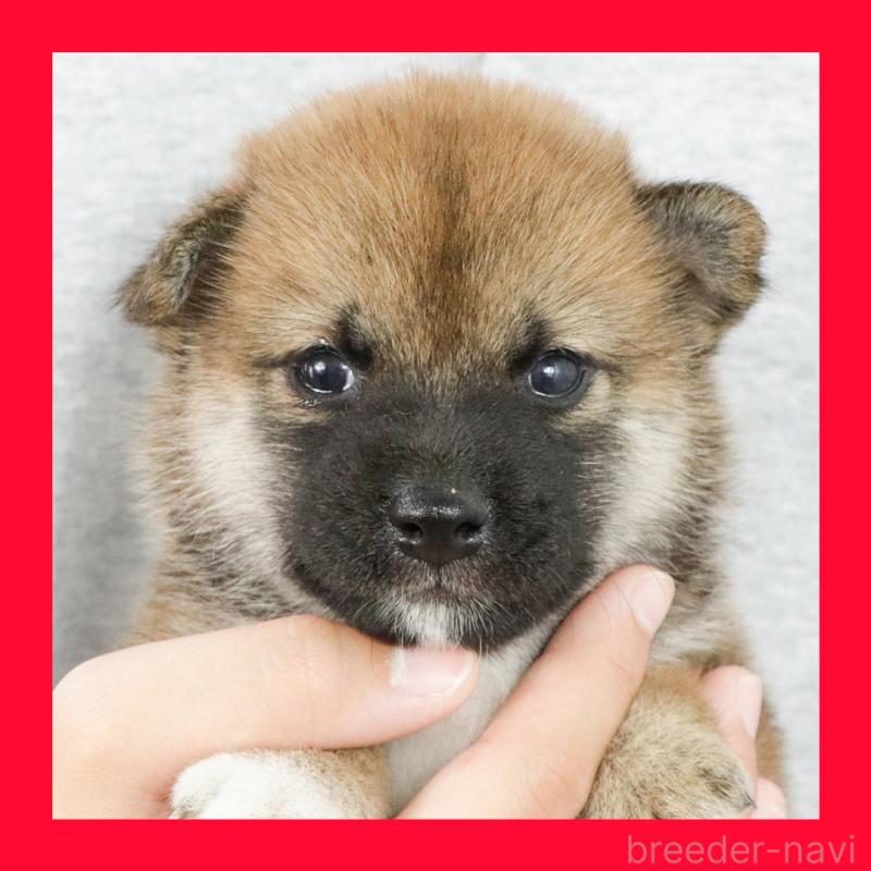 販売中の愛知県の柴犬-409016