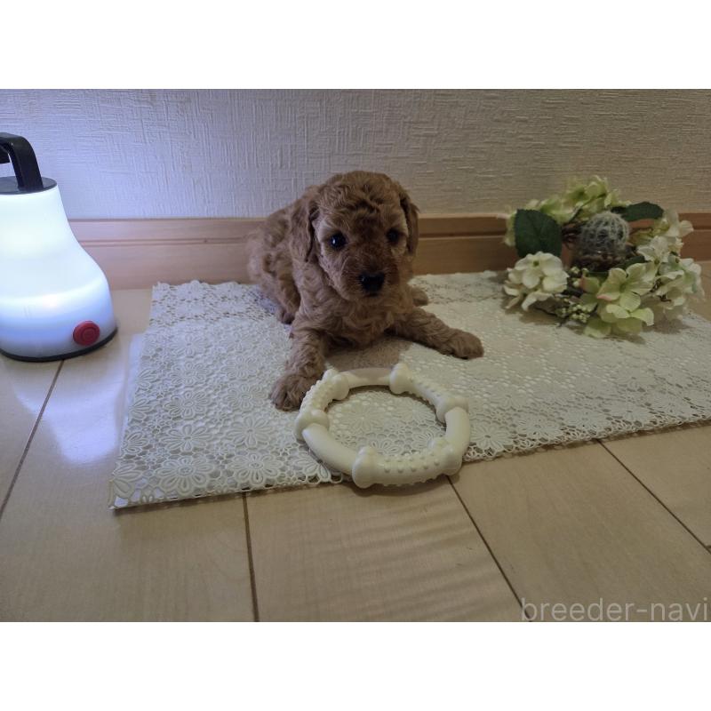 販売中の広島県のタイニープードル-408905