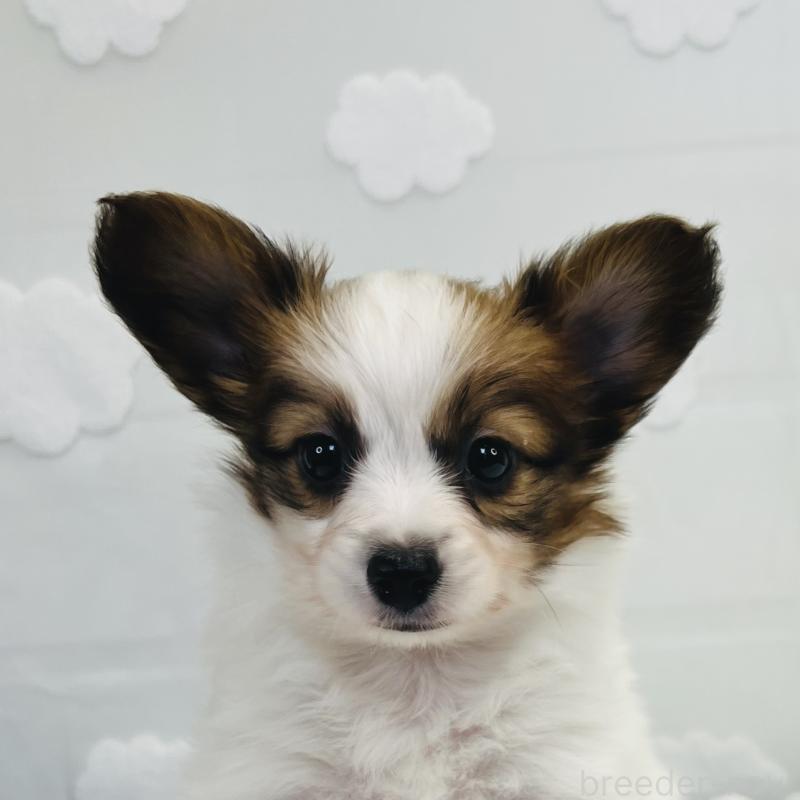 成約済ののパピヨン-409057