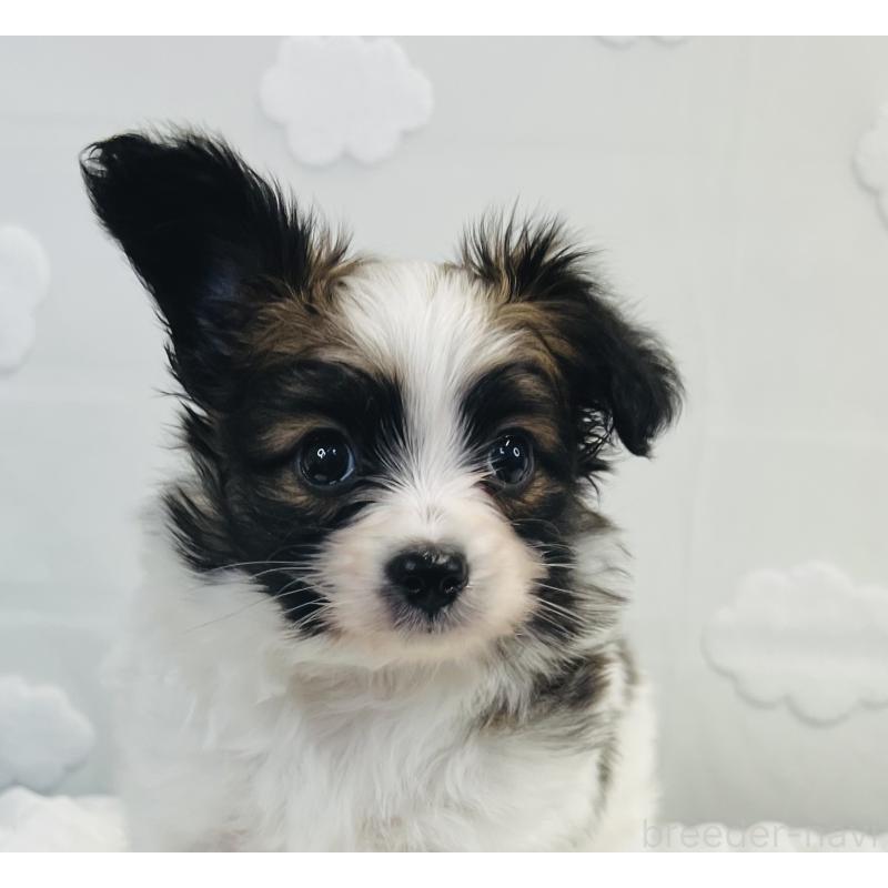 成約済の埼玉県のパピヨン-409056の5枚目