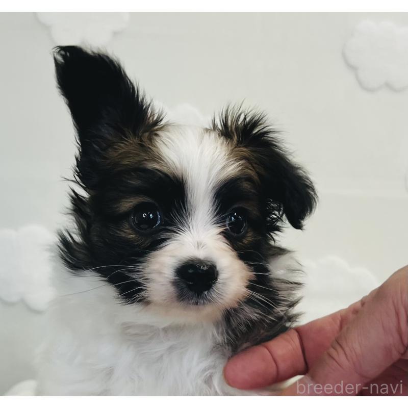 成約済の埼玉県のパピヨン-409056の4枚目