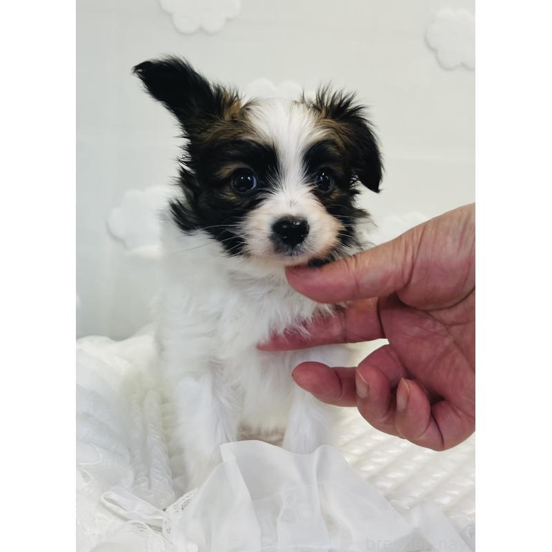 成約済の埼玉県のパピヨン-409056の3枚目