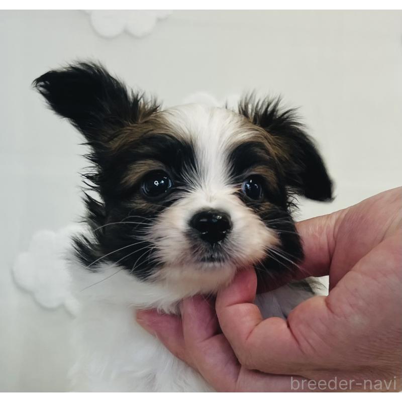 成約済の埼玉県のパピヨン-409056の2枚目