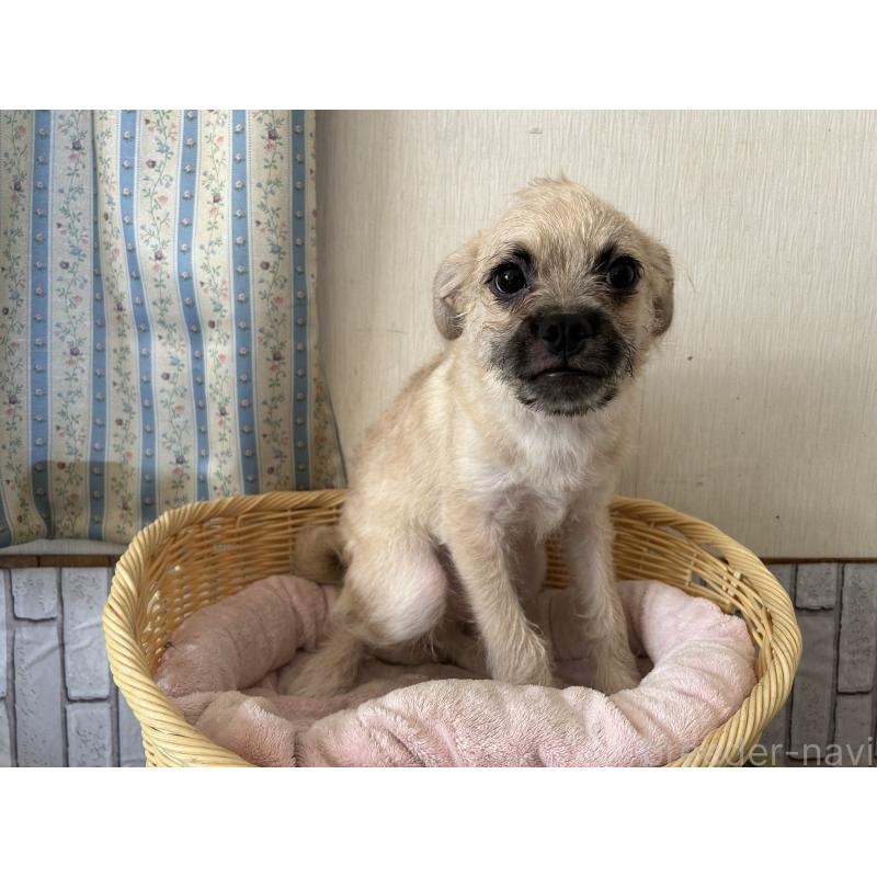 販売中の岡山県のミックス犬-410639の2枚目