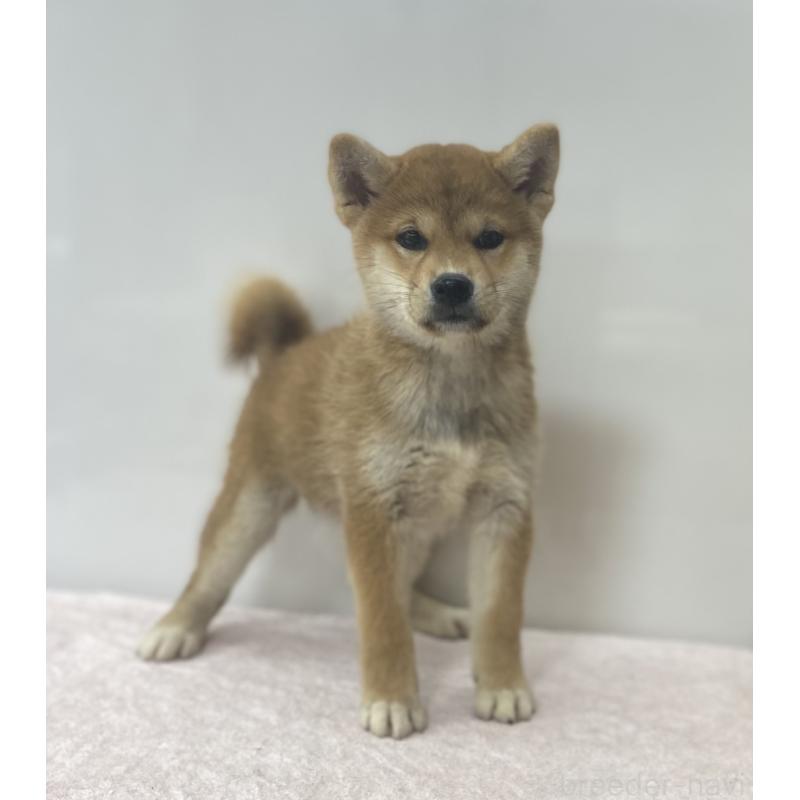 商談中の長野県の柴犬-404164の6枚目