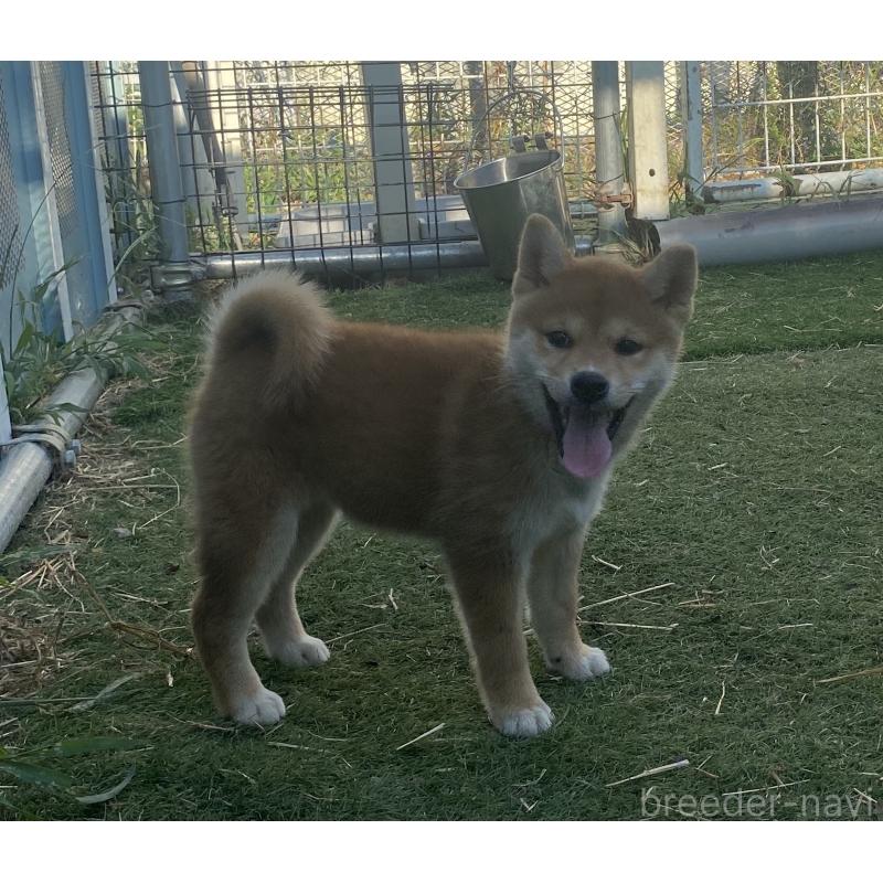 商談中の長野県の柴犬-404164の5枚目