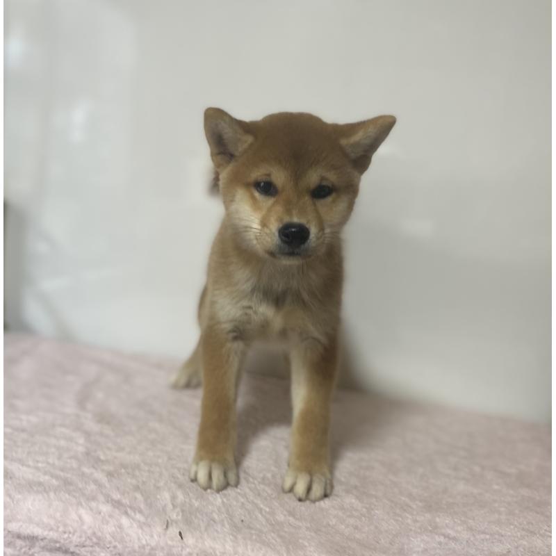 商談中の長野県の柴犬-404164の2枚目