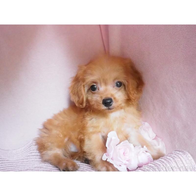 販売中の岡山県のミックス犬-410415の2枚目