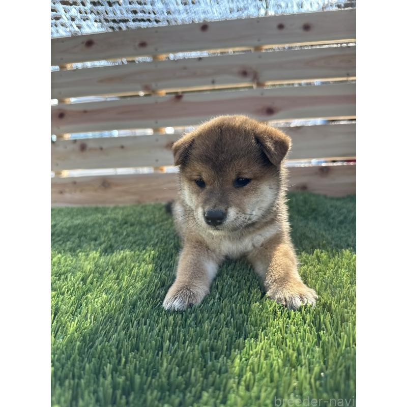 成約済の広島県の柴犬-409777の5枚目