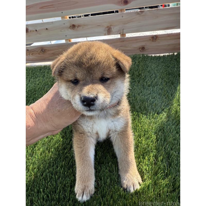 成約済の広島県の柴犬-409777の2枚目