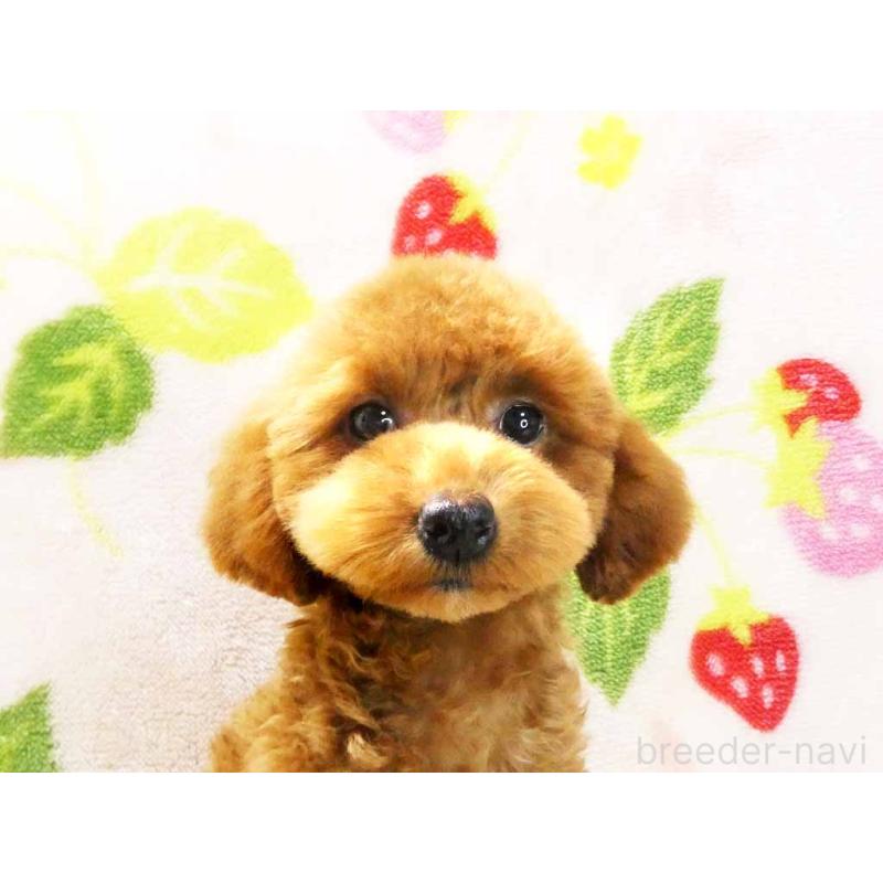 販売中の千葉県のティーカッププードル-392431の2枚目