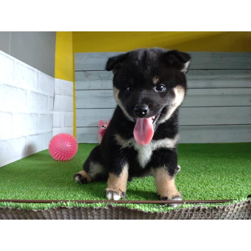 販売中の鹿児島県の柴犬-410678の12枚目