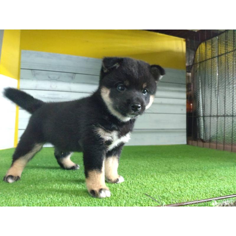 販売中の鹿児島県の柴犬-410678の11枚目