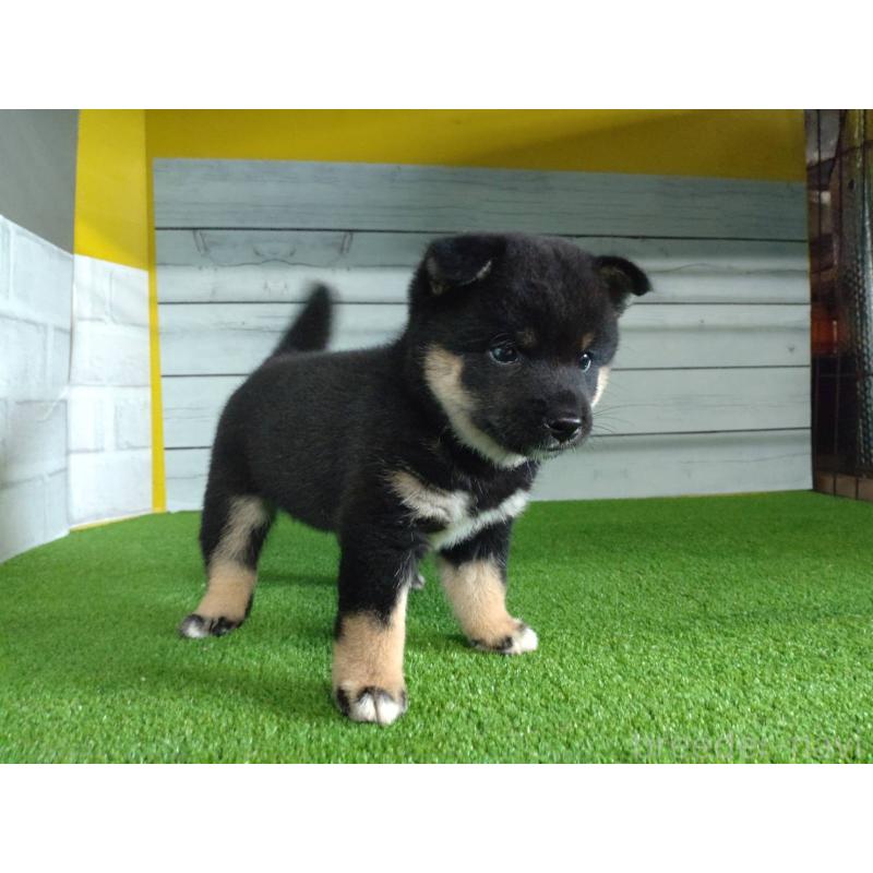 販売中の鹿児島県の柴犬-410678の9枚目