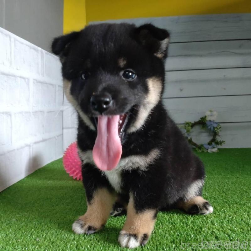 販売中の鹿児島県の柴犬-410678の8枚目