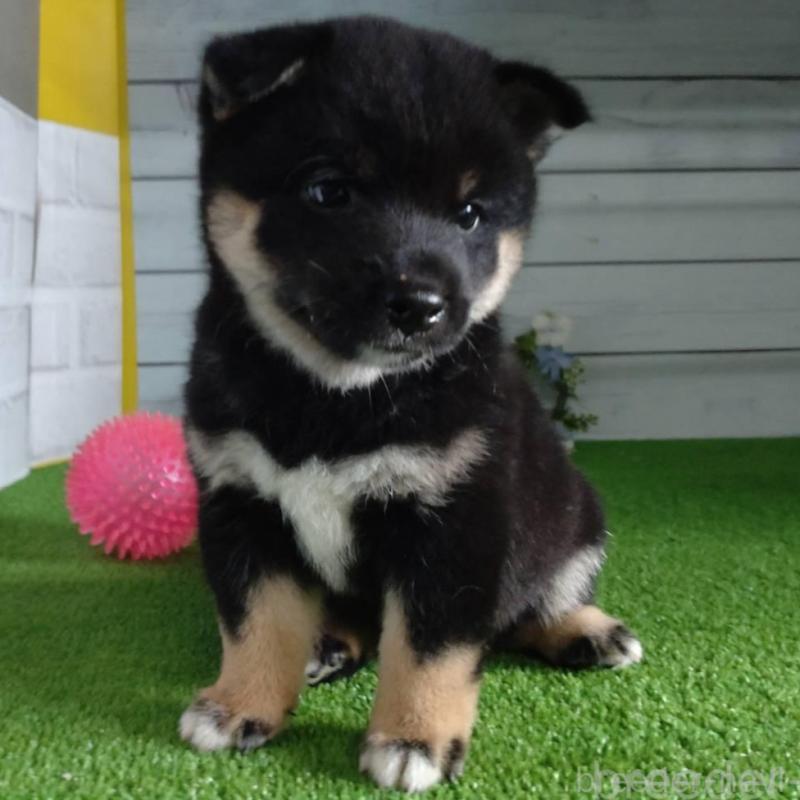 販売中の鹿児島県の柴犬-410678の7枚目
