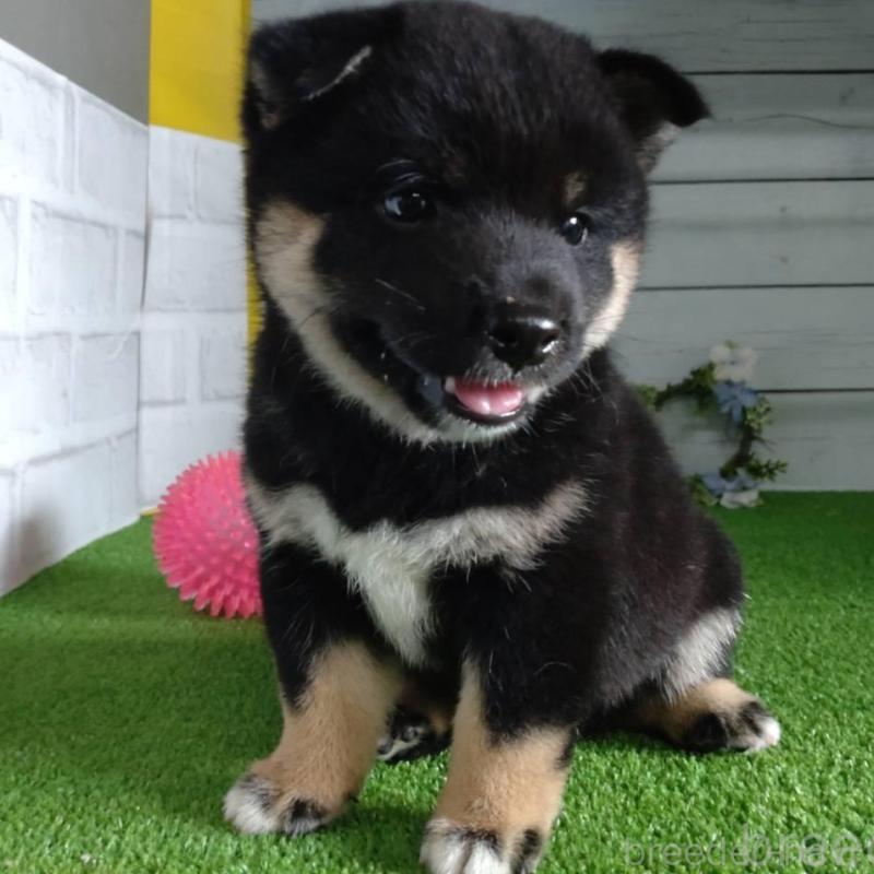 販売中の鹿児島県の柴犬-410678の6枚目