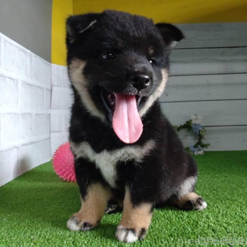 販売中の鹿児島県の柴犬-410678の5枚目