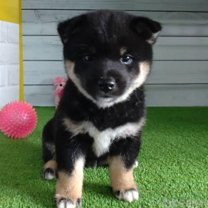 販売中の鹿児島県の柴犬-410678の4枚目