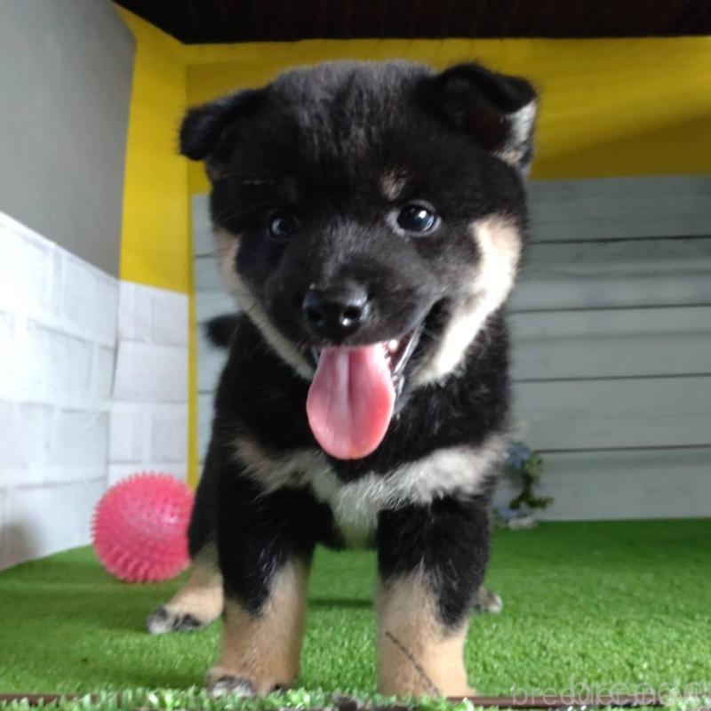 販売中の鹿児島県の柴犬-410678の3枚目