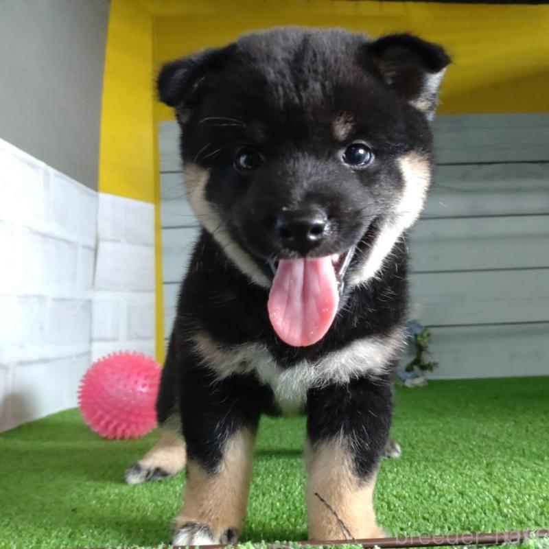 販売中の鹿児島県の柴犬-410678の2枚目