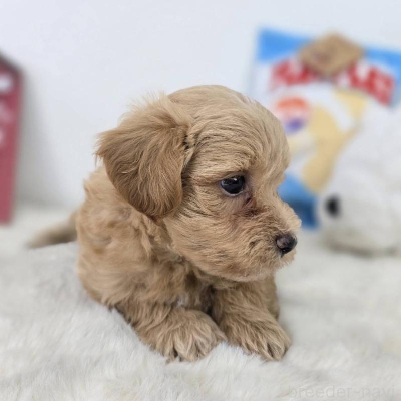 販売中の茨城県のマルプー:マルチーズ×トイプードル-410686の4枚目