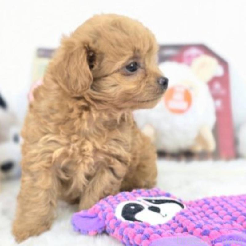 販売中の茨城県のチワプー:チワワ×トイプードル-410688の5枚目