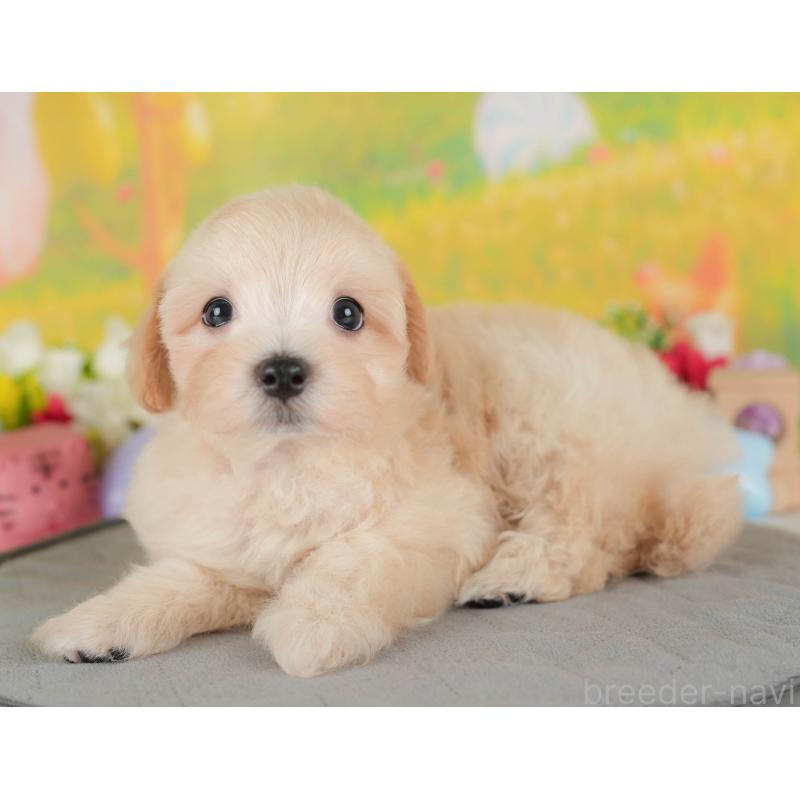 販売中の群馬県のマルプー:マルチーズ×トイプードル-410753の3枚目