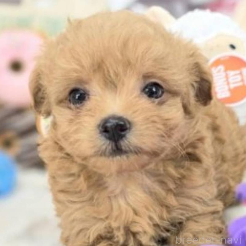販売中の茨城県のチワプー:チワワ×トイプードル-410688の3枚目