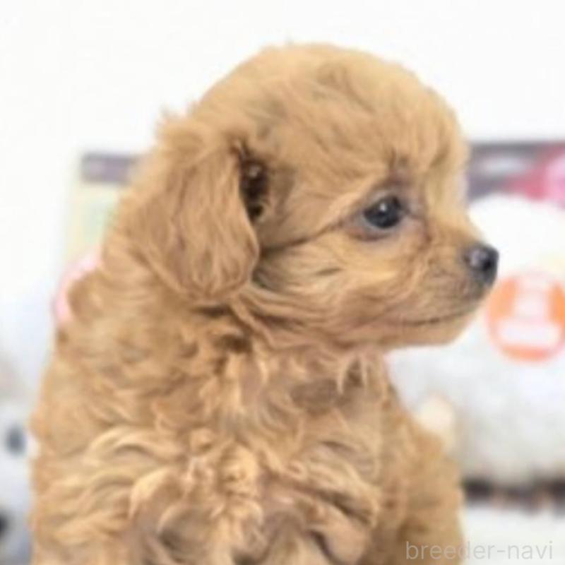 販売中の茨城県のチワプー:チワワ×トイプードル-410688の2枚目