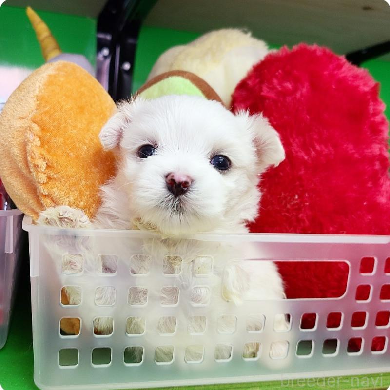販売中の神奈川県のマルチーズ-410698の3枚目