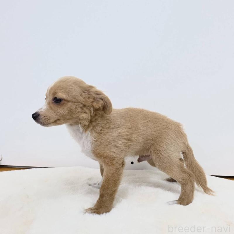 販売中の茨城県のチワプー:チワワ×トイプードル-410691の3枚目