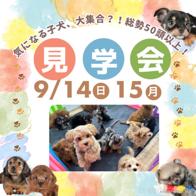 販売中の茨城県のミックス犬-410745の9枚目