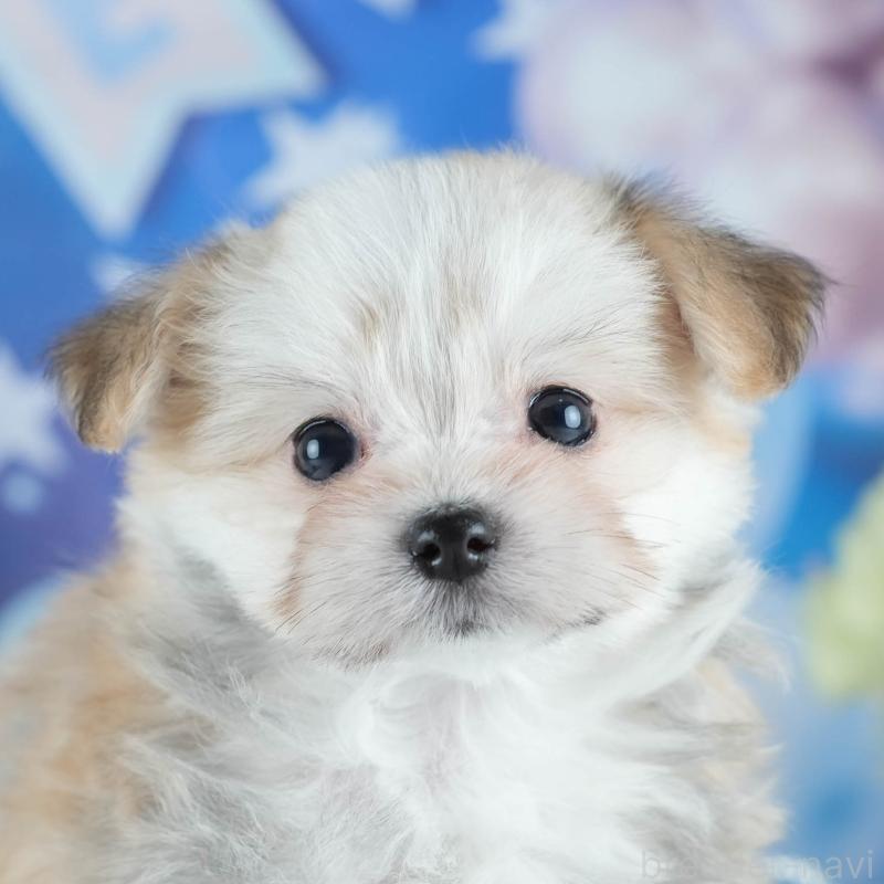 販売中の茨城県のミックス犬-410745の1枚目