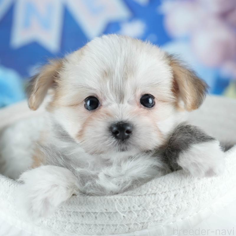 販売中の茨城県のミックス犬-410745の8枚目