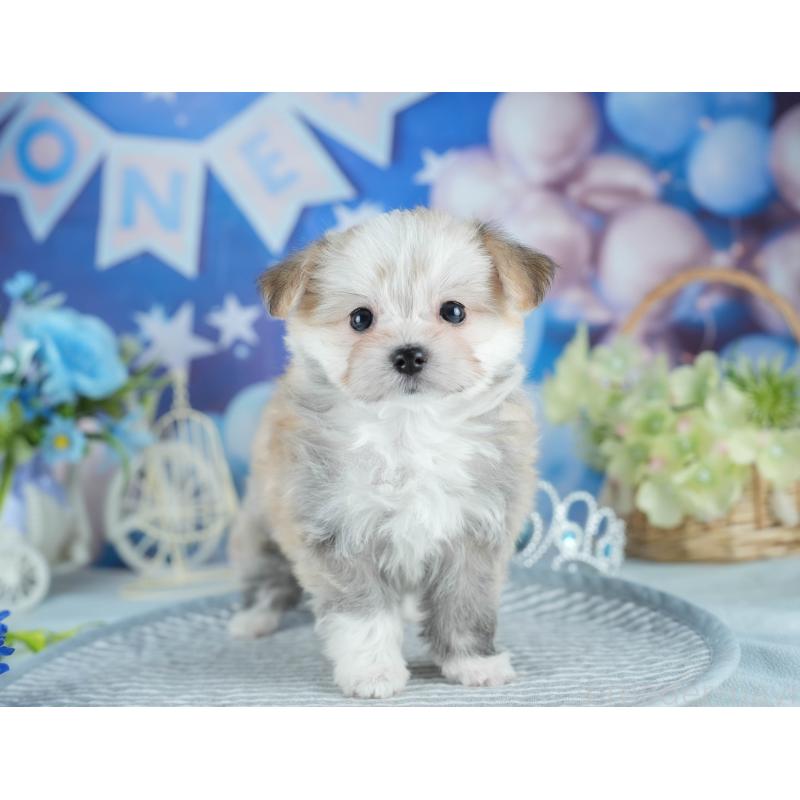 販売中の茨城県のミックス犬-410745の6枚目