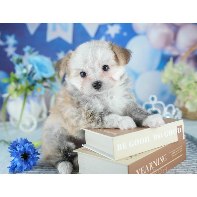 販売中の茨城県のミックス犬-410745の5枚目