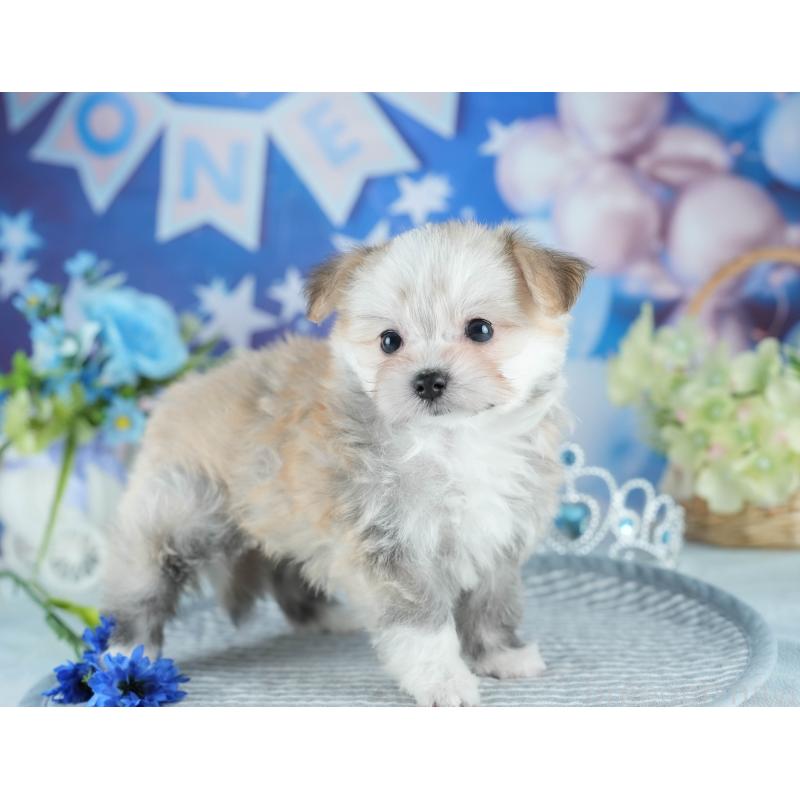 販売中の茨城県のミックス犬-410745の4枚目