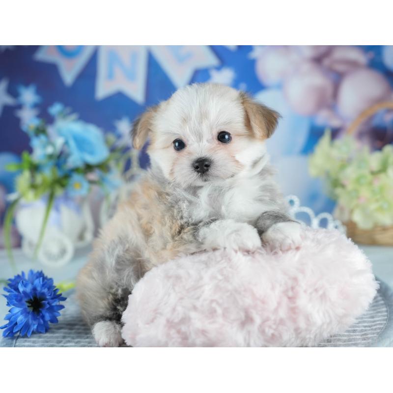 販売中の茨城県のミックス犬-410745の3枚目