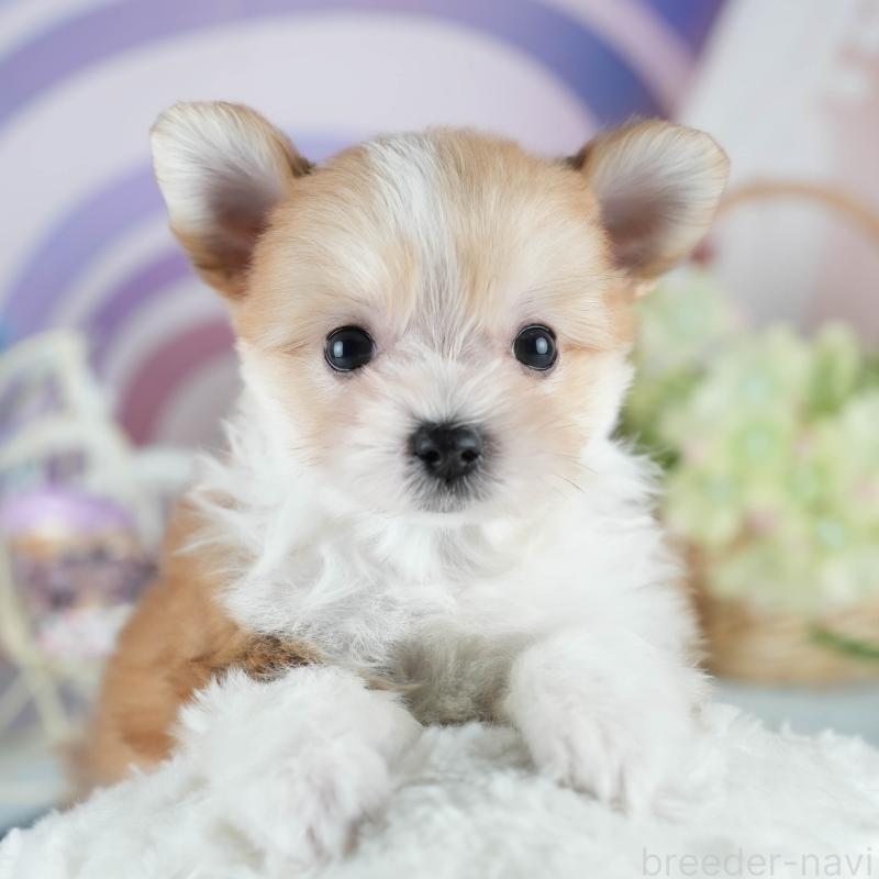 販売中の茨城県のミックス犬-410744の1枚目