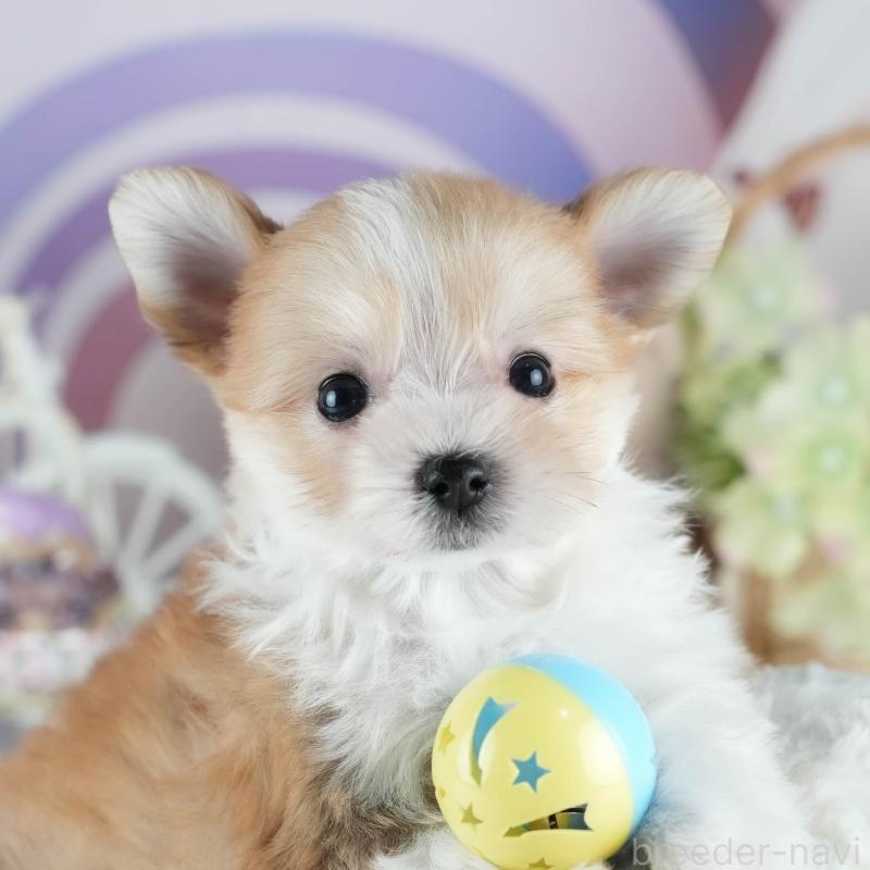 販売中の茨城県のミックス犬-410744の8枚目