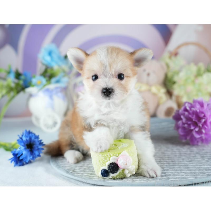 販売中の茨城県のミックス犬-410744の7枚目
