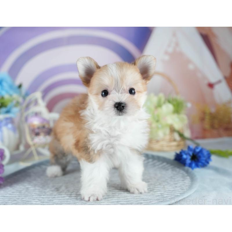 販売中の茨城県のミックス犬-410744の6枚目