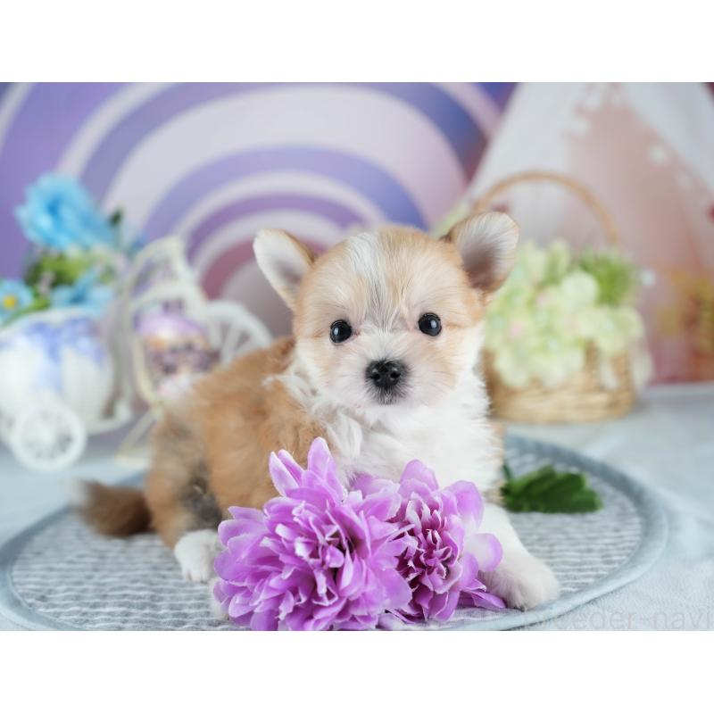 販売中の茨城県のミックス犬-410744の5枚目