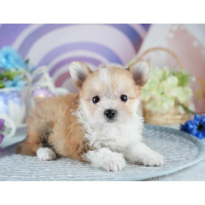 販売中の茨城県のミックス犬-410744の4枚目