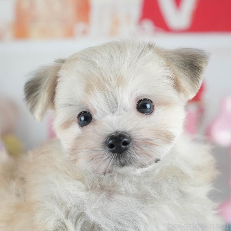 販売中の茨城県のミックス犬-410743の1枚目